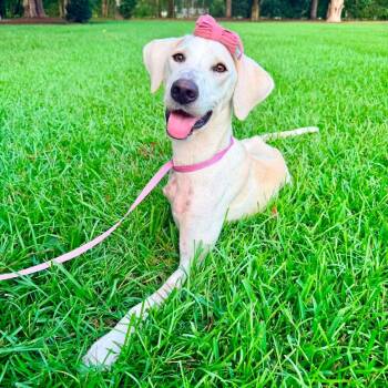 Lily -  Hound Dog for Adoption in Foley, Alabama - Lily | PetCurious