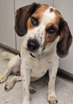 REGAL -  Beagle Dog for Adoption in Sandusky, Ohio - REGAL | PetCurious