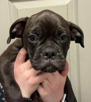 Famous Dave -  Boxer and Mixed Breed Dog for Adoption in Littleton, Colorado - Famous Dave | PetCurious