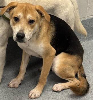 PRINCE -  Labrador Retriever and Mixed Breed Dog for Adoption in Indianapolis, Indiana - PRINCE | PetCurious