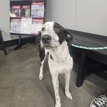 Marilyn (Hula) -  Plott Hound and Mixed Breed Dog for Adoption in Tampa, Florida - Marilyn (Hula) | PetCurious