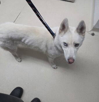 Rescue Siberian Husky Dogs for Adoption in Oakland, California - Naomi | PetCurious