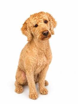 Golden Retriever and Standard Poodle Dogs Available for Adoption in Albertville, Alabama - Sully | PetCurious