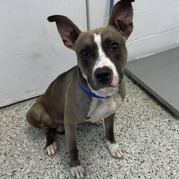 Orion Pax -  American Staffordshire Terrier and Mixed Breed Dog for Adoption in Hattiesburg, Mississippi - Orion Pax | PetCurious
