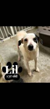 Chihuahua and Miniature Pinscher Dogs Available for Adoption - Lil | PetCurious