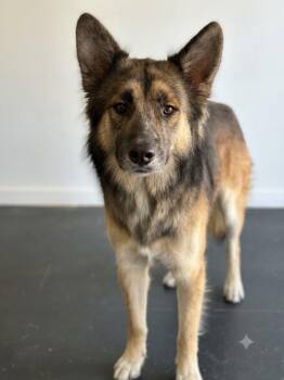 Hercules -  German Shepherd Dog and Mixed Breed Dog for Adoption in St. Augustine, Florida - Hercules | PetCurious