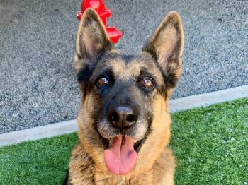 SAVE ME PLEASE Georgia - IDA554431 -  German Shepherd Dog Dog for Adoption in San Marcos, California - SAVE ME PLEASE Georgia - IDA554431 | PetCurious