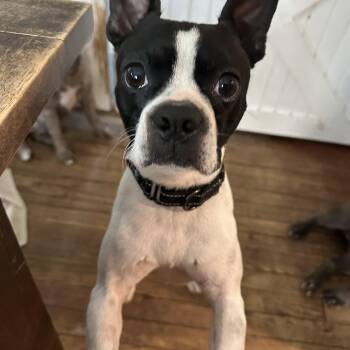Petey (D2012) -  Boston Terrier Dog for Adoption in Gloucester Point, Virginia - Petey (D2012) | PetCurious