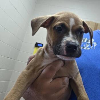 Ravioli -  Boxer and Mixed Breed Dog for Adoption in Ardmore, Oklahoma - Ravioli | PetCurious