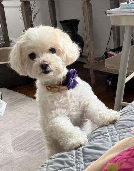 Gigi -  Maltese and Poodle Dog Available for Adoption in New York, New York - Gigi | PetCurious
