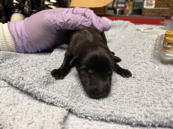 Rescue Belgian Shepherd Malinois and Mixed Breed Dogs for Adoption in Kent, Washington - A734032 | PetCurious