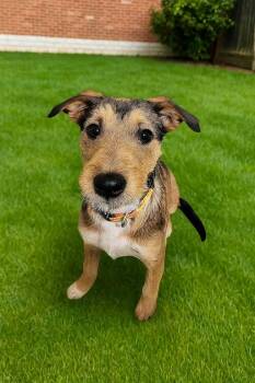 Rescue Schnauzer and Wirehaired Terrier Dogs for Adoption in Camp Pendleton North, California - Shay | PetCurious