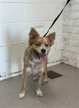 Cardigan Welsh Corgi and Mixed Breed Dogs Available for Adoption in San Bernardino, California - MONTY | PetCurious