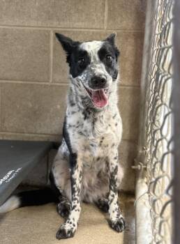 Freckles -  Australian Cattle Dog Blue Heeler Dog for Adoption in Hartford City, Indiana - Freckles | PetCurious