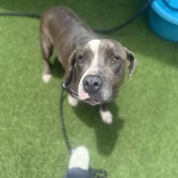 Bruno --Courtesy Post. Out of town pet. See below for details-- -  Pit Bull Terrier Dog for Adoption in Eagle, Idaho - Bruno --Courtesy Post. Out Of Town Pet. See Below For Details-- | PetCurious