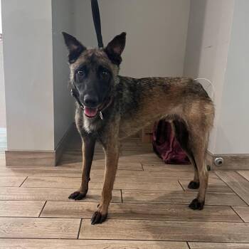 Santi -  Belgian Shepherd Malinois Dog for Adoption in Oak Park, Illinois - Santi | PetCurious