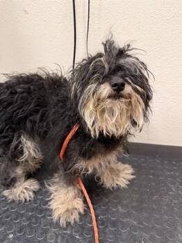 PRISCILLA -  Yorkshire Terrier and Mixed Breed Dog for Adoption in Ontario, California - PRISCILLA | PetCurious
