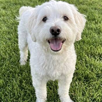 Sir Mix Alot -  Poodle and Mixed Breed Dog for Adoption in Las Vegas, Nevada - Sir Mix Alot | PetCurious