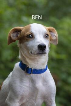 Ben -  Jack Russell Terrier and Beagle Dog for Adoption in Pawleys Island, South Carolina - Ben | PetCurious