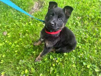 Belgian Shepherd Malinois Dogs Available for Adoption in Imlay City, Michigan - 80