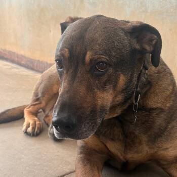 Mixed Breed Dogs Available for Adoption in Taos, New Mexico - Jake | PetCurious