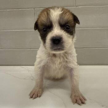 Bentley -  Great Pyrenees Dog for Adoption in New York, New York - Bentley | PetCurious