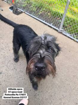 Ollie -  Giant Schnauzer and Rottweiler Dog for Adoption in Pottsville, Pennsylvania - Ollie | PetCurious