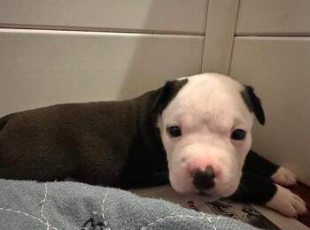 Rhoda -  Terrier Dog for Adoption in El Dorado, Arkansas - Rhoda | PetCurious