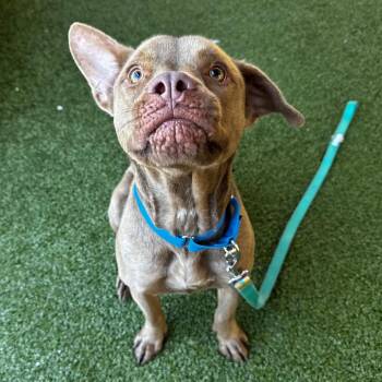 Terrier Dogs Available for Adoption - Kiro | PetCurious