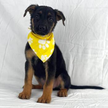 HONEY GS -  German Shepherd Dog Dog for Adoption in Lucas, Texas - HONEY GS | PetCurious