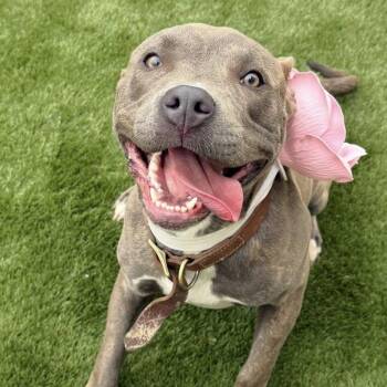 Mixed Breed Dogs Available for Adoption in Warren, Ohio - Doesha | PetCurious