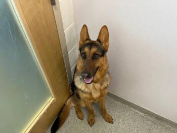German Shepherd Dog Dogs Available for Adoption in Loveland, Colorado - KOTA | PetCurious