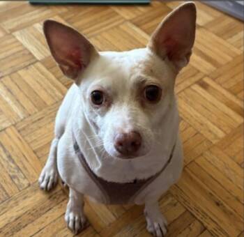 Lulu -  Chihuahua and Dachshund Dog for Adoption in New York, New York - Lulu | PetCurious