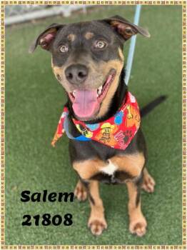 SALEM -  Hound Dog for Adoption in Marietta, Georgia - SALEM | PetCurious