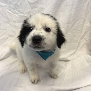 Mothman -  Mixed Breed Dog for Adoption in Canal Winchester, Ohio - Mothman | PetCurious