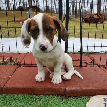 Basset Hound and Mixed Breed Dogs Available for Adoption - Jewels | PetCurious