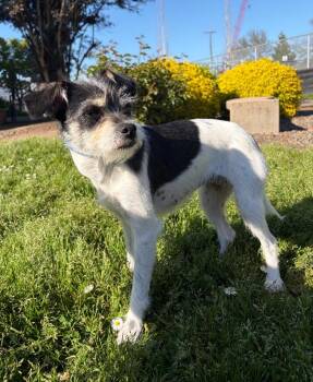 Mixed Breed and Terrier Dogs Available for Adoption in Newberg, Oregon - Poppy | PetCurious