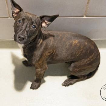 Tigger -  Dachshund Dog for Adoption in Portland, Oregon - Tigger | PetCurious