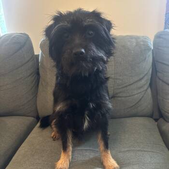 Jax -  Terrier and Mixed Breed Dog for Adoption in Glenfield, New York - Jax | PetCurious