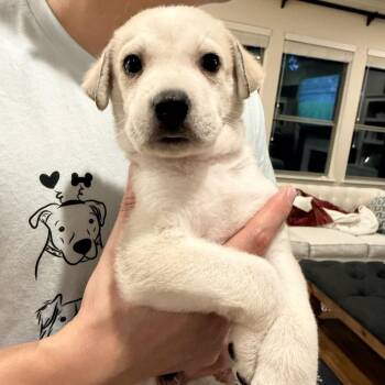 Benjamin -  Great Pyrenees Dog for Adoption in New York, New York - Benjamin | PetCurious