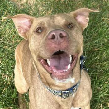 Burton -  Pit Bull Terrier and Mixed Breed Dog for Adoption in Lenexa, Kansas - Burton | PetCurious
