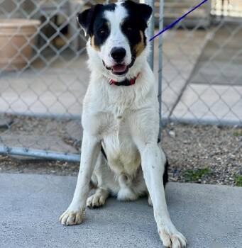 61187296 -  Border Collie Dog for Adoption in Elko, Nevada - 61187296 | PetCurious