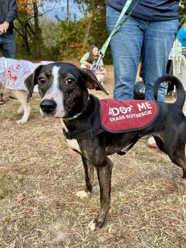 Rescue Mixed Breed Dogs for Adoption in Milton, Delaware - Birdie May | PetCurious