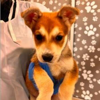JT -  Mixed Breed Dog for Adoption in West Chester, Pennsylvania - JT | PetCurious