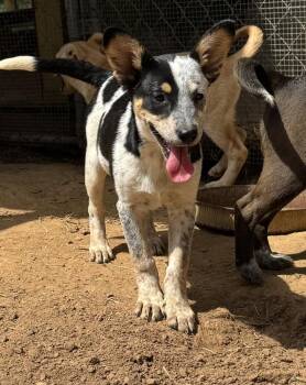 Catahoula Leopard Dog and Labrador Retriever Dogs Available for Adoption in Horn Lake, Mississippi - Sadie - Holly’s Litter Of 8 | PetCurious