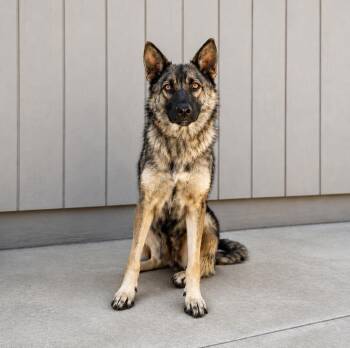 Libby -  Shepherd Dog for Adoption in Lathrop, California - Libby | PetCurious