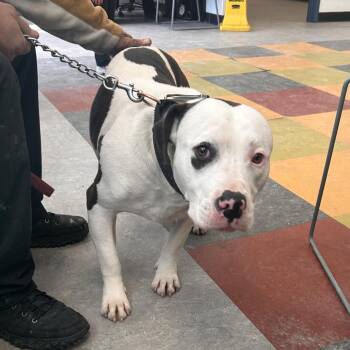 Pit Bull Terrier Dogs Available for Adoption - Oreo Buddy | PetCurious