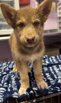 61485881 -  Husky and German Shepherd Dog Dog for Adoption in El Paso, Texas - 61485881 | PetCurious