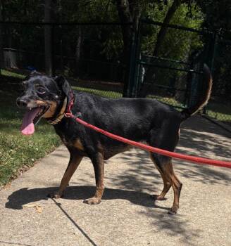Ruthie -  Miniature Pinscher Dog for Adoption in Little Rock, Arkansas - Ruthie | PetCurious