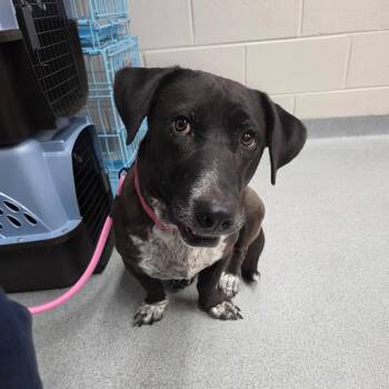 Charity -  Labrador Retriever and Basset Hound Dog for Adoption in Buford, Georgia - Charity | PetCurious